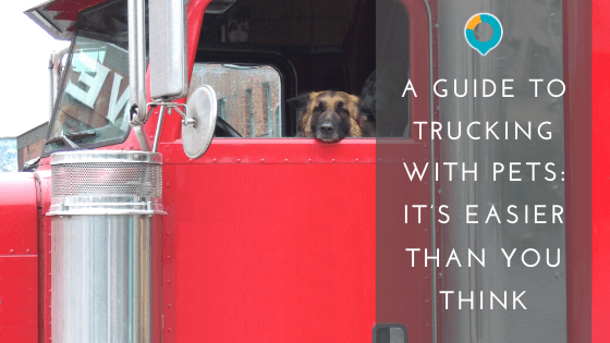 can truckers take their dogs on the truck